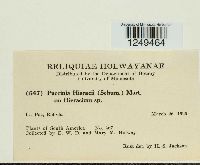 Puccinia hieracii image