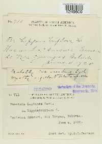 Puccinia lantanae image