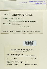 Puccinia lantanae image