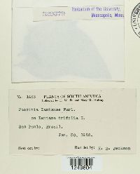 Puccinia lantanae image