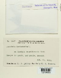 Puccinia lantanae image