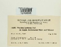 Puccinia lantanae image