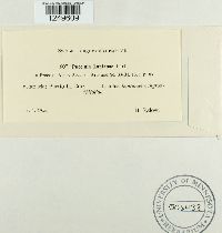 Puccinia lantanae image