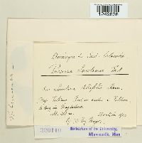 Puccinia lantanae image