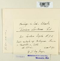 Puccinia lantanae image