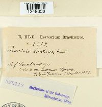 Puccinia lantanae image