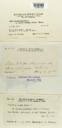 Puccinia liabi image