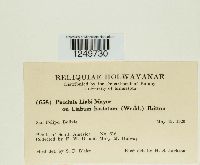 Puccinia liabi image