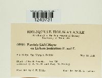 Puccinia liabi image