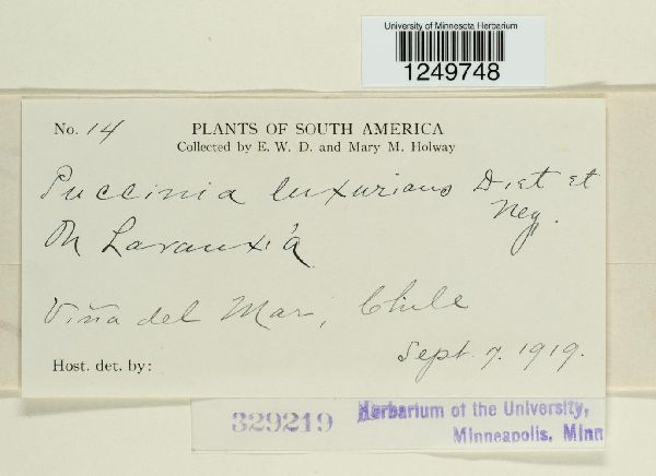 Puccinia luxurians image