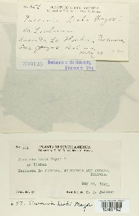 Puccinia liabi image