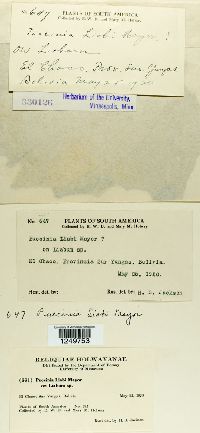 Puccinia liabi image