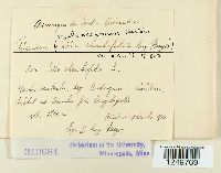 Puccinia malvacearum image