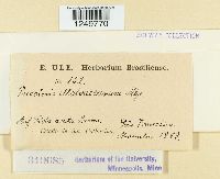 Puccinia malvacearum image