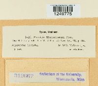 Puccinia malvacearum image