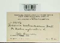 Puccinia malvacearum image