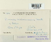 Puccinia malvacearum image