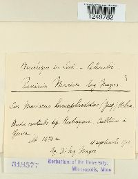 Puccinia malvacearum image