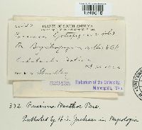 Puccinia menthae image