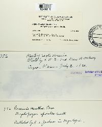 Puccinia menthae image