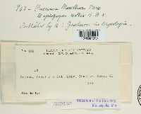 Puccinia menthae image