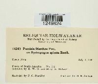 Puccinia menthae image