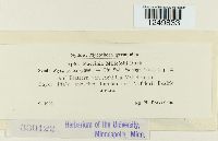 Puccinia cnici-oleracei image