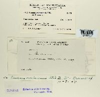 Puccinia montanensis image