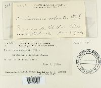 Puccinia montanensis image