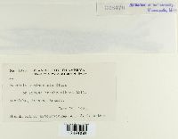 Puccinia montanensis image