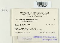 Puccinia montanensis image