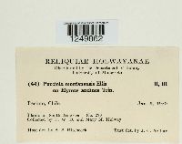 Puccinia montanensis image