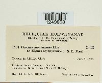 Puccinia montanensis image