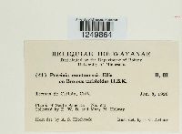 Puccinia montanensis image