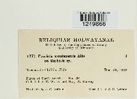 Puccinia montanensis image