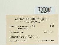 Puccinia montanensis image