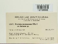 Puccinia montanensis image