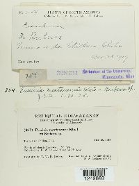 Puccinia montanensis image