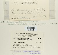 Puccinia montanensis image