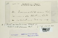 Puccinia montanensis image