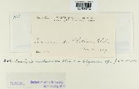 Puccinia montanensis image