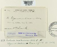 Puccinia montanensis image