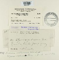 Puccinia montanensis image