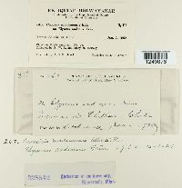 Puccinia montanensis image