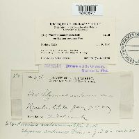 Puccinia montanensis image