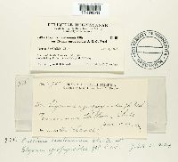 Puccinia montanensis image