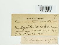 Puccinia monoica image