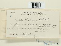 Puccinia obscura image