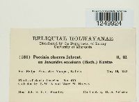 Puccinia obscura image