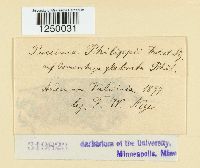 Puccinia philippii image